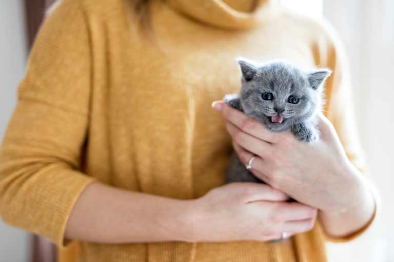 Baby cat held by a woman.